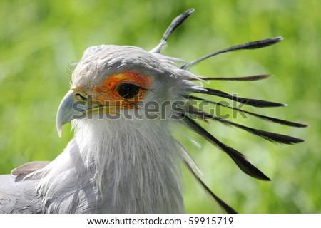 Portrait of a pretty Secretary Bird of prey from Africa