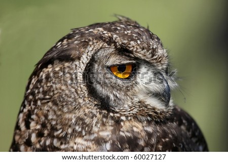 Portrait of a Spotted Eagle Owl with large round yellow eye