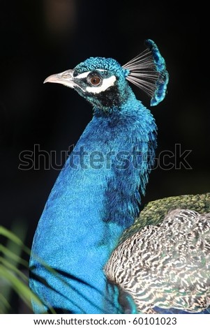 Beautiful blue peacock bird with shiny blue feathers