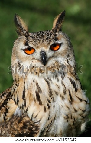 stock photo Bengal eagle owl with orange eyes and ear tufts