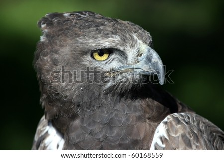 Portrait of a  Martial Eagle with staring yellow eye