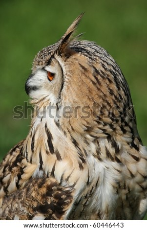 stock photo Profile of a Bengal eagle owl with orange eye and ear tufts