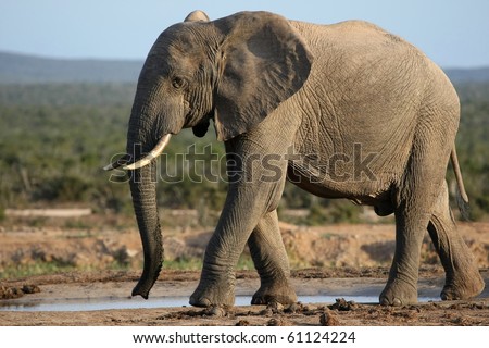 Huge male African elephant drinking water at a waterhole