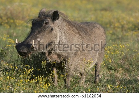 Ugly warthog with big teeth standing in yellow wild flowers