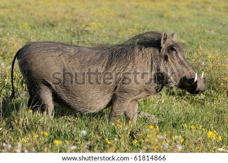 Ugly looking warthog in long grass and yellow flowers