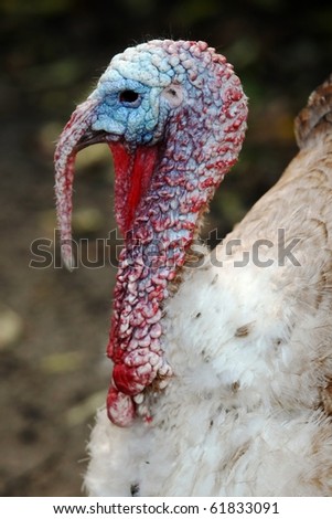 Profile of a Turkey bird with blue and red facial skin