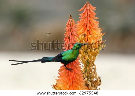 Malachite Sunbird and bees feeding on an Aloe Flower