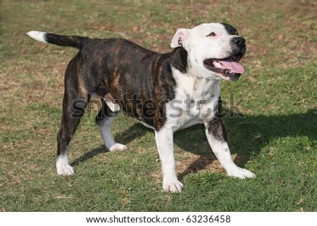 Bull Terrier Brown