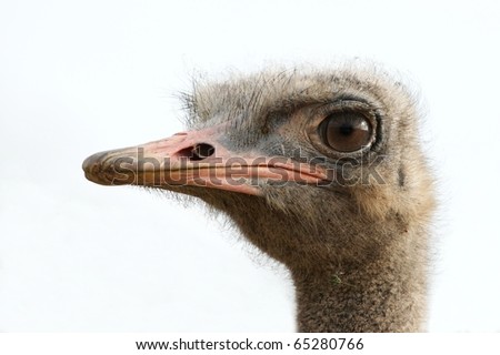 Young ostrich portrait with large round eye