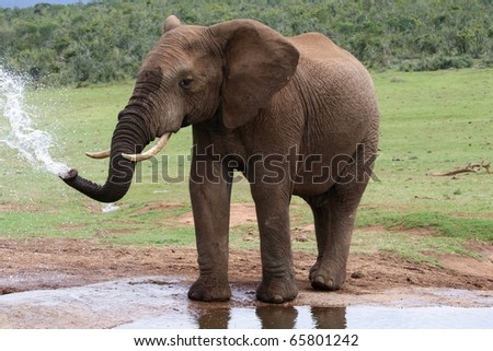 African elephant spraying at a water hole