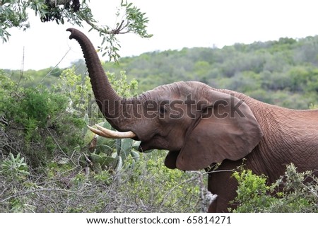 African elephant reaching out with it\'s trunk to pick leaves