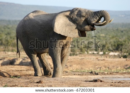 Huge African elephant drinking water