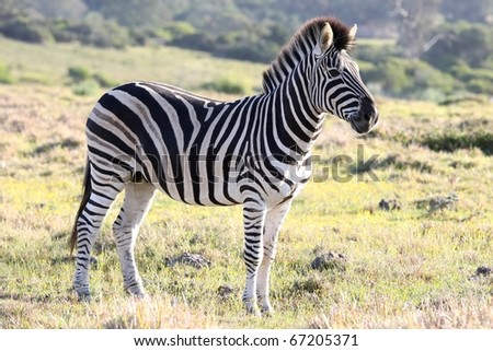 Burchell or Plains Zebra with black and white stripes