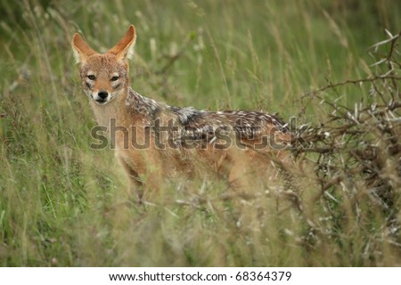 Black Backed Jackal standing in the African bush