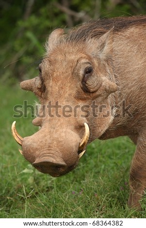 Portrait of an ugly lookung warthog from Africa