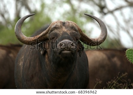 African buffalo scenting the air for danger