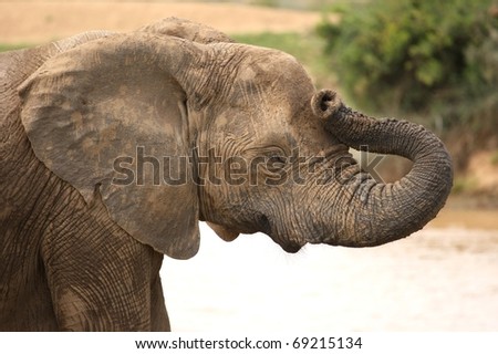 african elephant head. stock photo : African elephant
