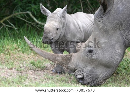 Cute baby White Rhino standing next to it's mother with large horn