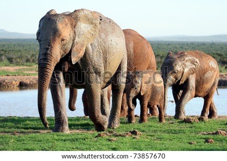 African elephant family leaving a waterhole after drinking