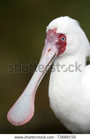 Spoonbill Beak