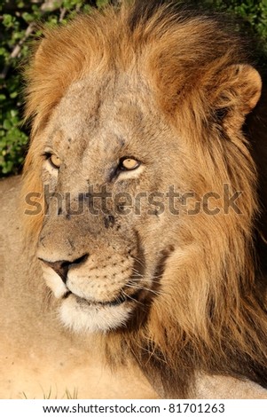 Portrait of a handsome male lion with battle scars on his snout