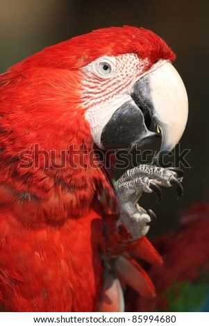 Portrait of a Scarlet Macaw bird with bright red feathers