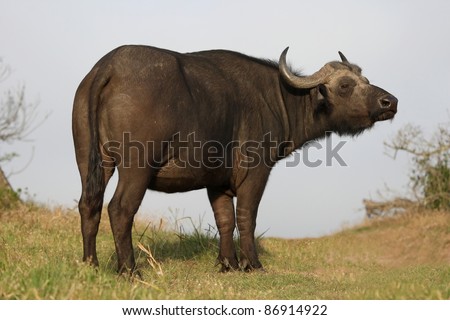 African buffalo on the alert and sniffing the air for danger