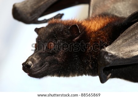 Flying Fox Bat