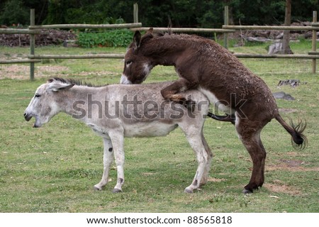 Domesticated donkeys mating on a farm yard - stock photo