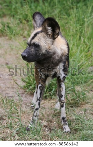 African Wild Dog or Painted Wolf with large ears