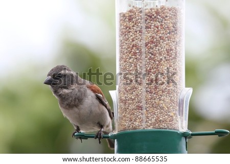 House sparrow bird on a bird feeder full of dried seeds