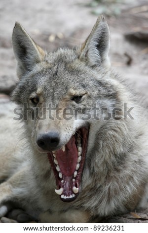Timber wolf yawning and showing it\'s huge teeth