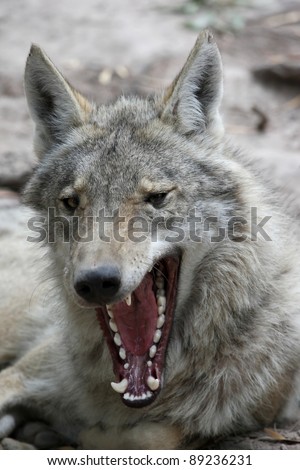 Wolf Showing Teeth