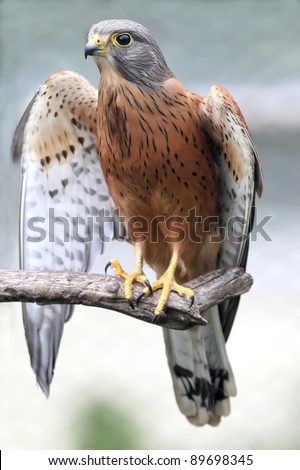 Rock kestrel bird of prey resting on a branch with wings open
