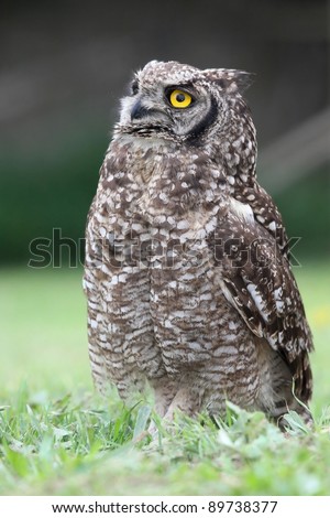 Spotted eagle owl bird of prey with large round yellow eyes
