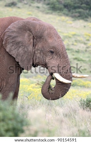 Large male African elephant with grass to eat in it\'s curled up trunk