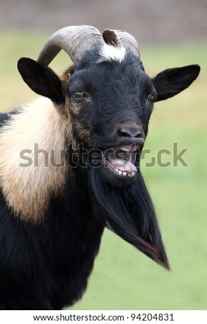 stock-photo-billy-goat-or-male-goat-with-long-beard-bleating-with-it-s-mouth-wide-open-94204831.jpg