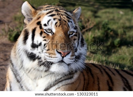 Magnificent tiger with whiskers and stripes lying down