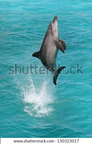 A bottlenose dolphin leaping out of the blue water in joy