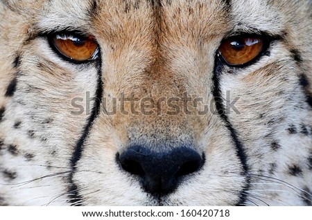 Close Up Of A Cheetah Wild Cat\'S Striking Brown Eyes And Black Nose