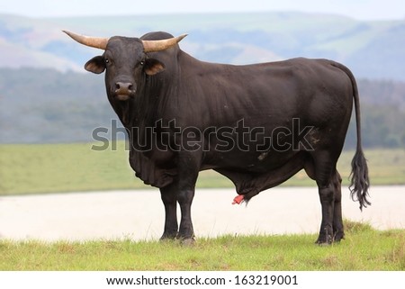 Huge Brangus Breed Bull With Muscles And Ready To Breed