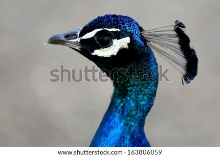 Portrait of a beautiful male peacock with head feathers