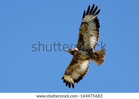 Jackal buzzard bird soaring across the blue sky