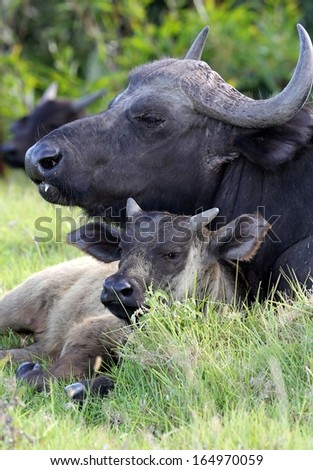 Buffalo cow protecting it\'s young calf at it\'s side