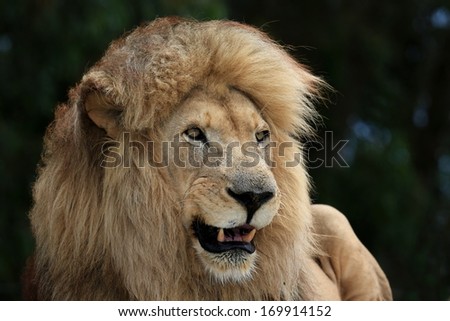 Huge male lion with big mane and teeth