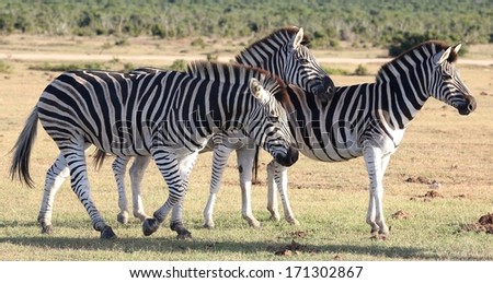 Three plains zebras with black and white stripes