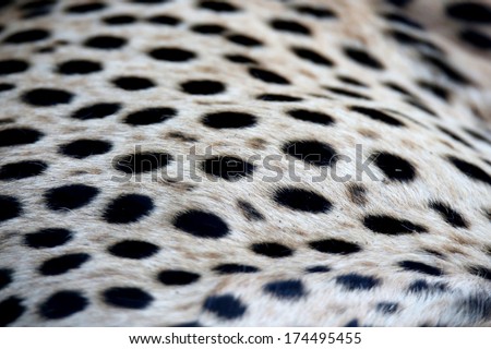 Black spotted fur of the Cheetah wild cat