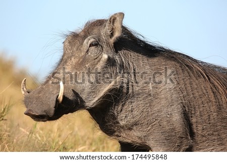 Warthog with ugly face and coarse body hair