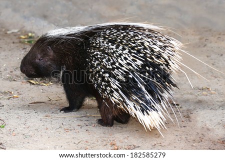 Porcupine rodent with sharp black and white quills
