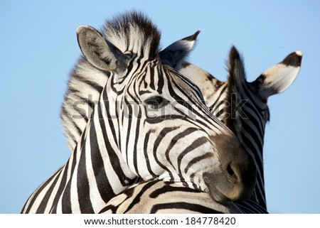 Zebra animal resting it\'s head affectionately on it\'s friend\'s back